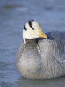 Preview wallpaper duck, bird, feathers, winter