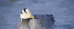 Preview wallpaper duck, bird, feathers, winter