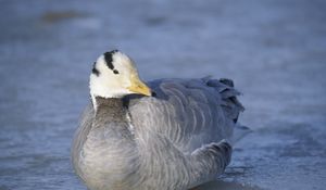 Preview wallpaper duck, bird, feathers, winter