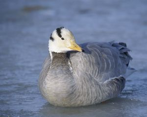 Preview wallpaper duck, bird, feathers, winter