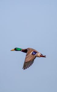 Preview wallpaper duck, bird, flight, wings, sky