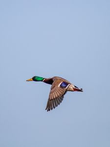 Preview wallpaper duck, bird, flight, wings, sky