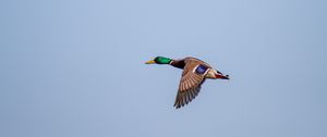 Preview wallpaper duck, bird, flight, wings, sky