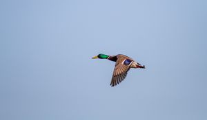 Preview wallpaper duck, bird, flight, wings, sky