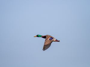 Preview wallpaper duck, bird, flight, wings, sky