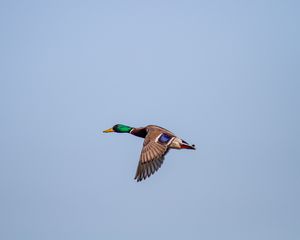 Preview wallpaper duck, bird, flight, wings, sky