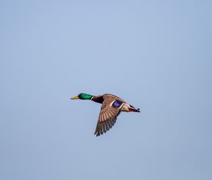 Preview wallpaper duck, bird, flight, wings, sky