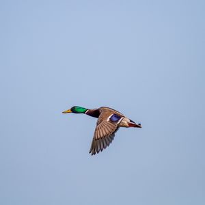 Preview wallpaper duck, bird, flight, wings, sky