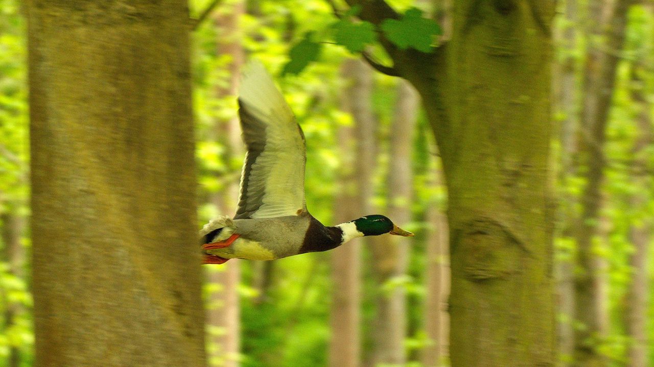 Wallpaper duck, bird, flying, tree