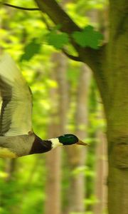 Preview wallpaper duck, bird, flying, tree