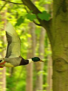 Preview wallpaper duck, bird, flying, tree