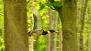 Preview wallpaper duck, bird, flying, tree