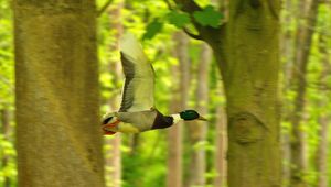 Preview wallpaper duck, bird, flying, tree