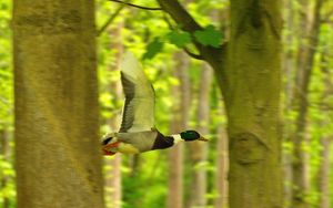 Preview wallpaper duck, bird, flying, tree