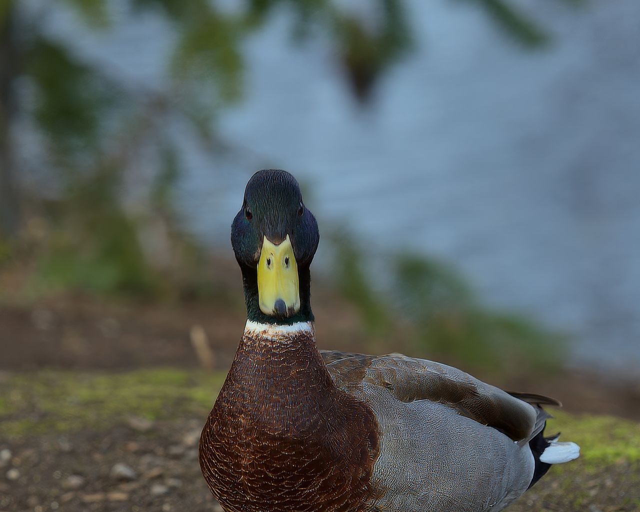 1280x1024 Wallpaper duck, bird, funny, beak