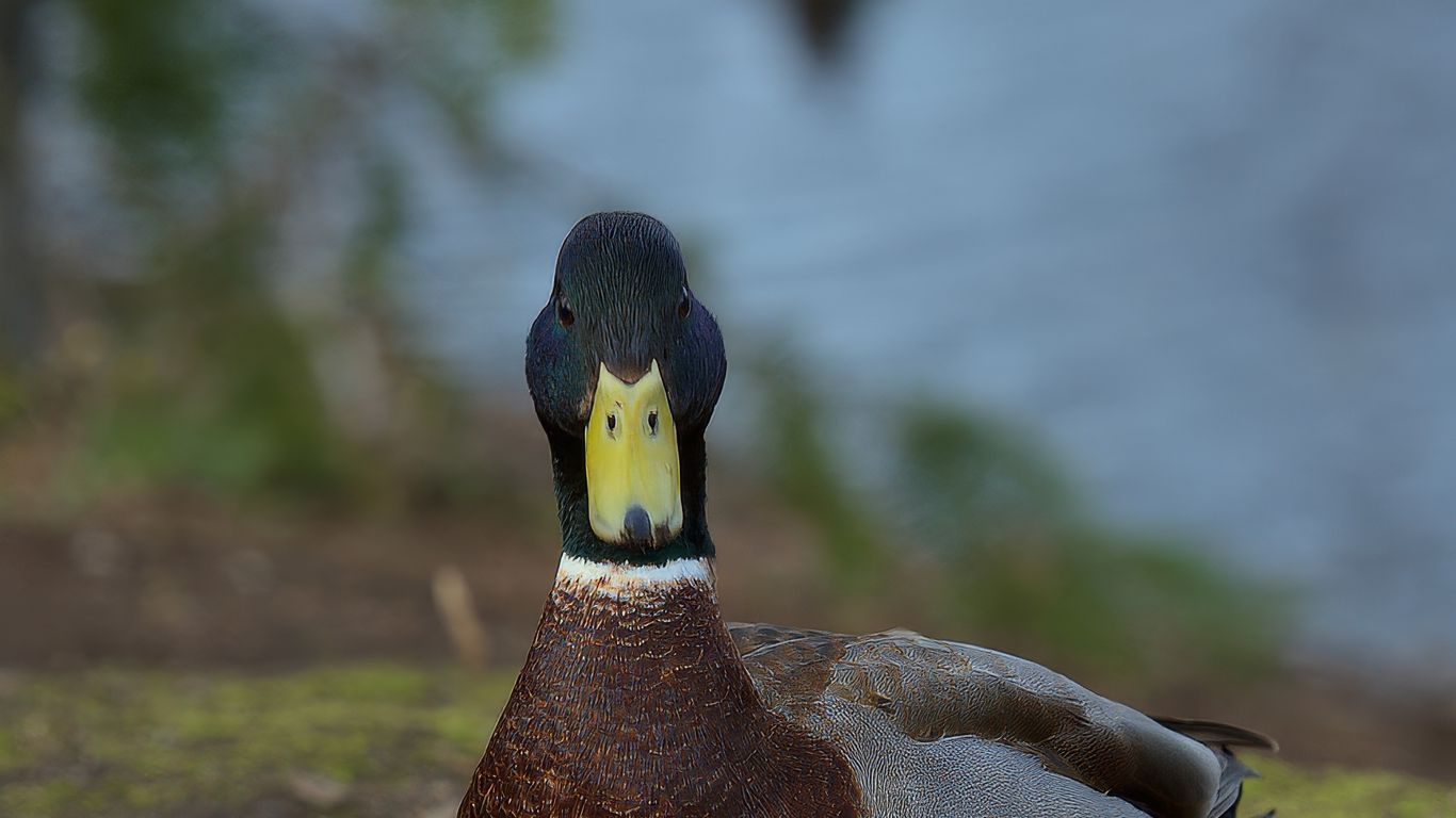 1366x768 Wallpaper duck, bird, funny, beak