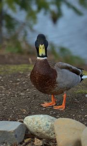 Preview wallpaper duck, bird, funny, beak