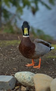 Preview wallpaper duck, bird, funny, beak