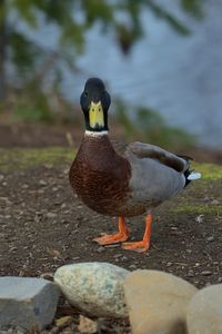 Preview wallpaper duck, bird, funny, beak