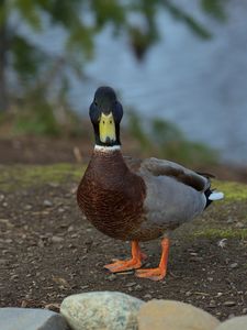 Preview wallpaper duck, bird, funny, beak