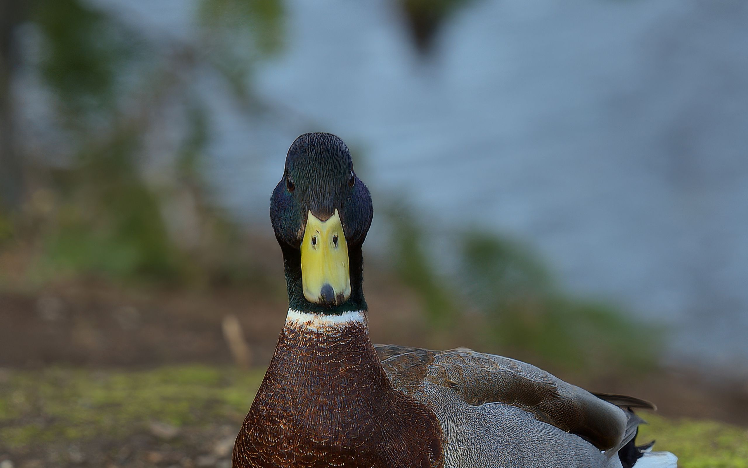 2560x1600 Wallpaper duck, bird, funny, beak