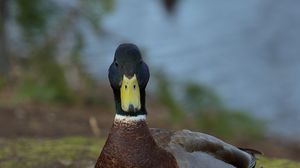 Preview wallpaper duck, bird, funny, beak