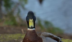Preview wallpaper duck, bird, funny, beak