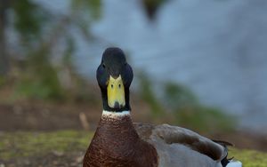 Preview wallpaper duck, bird, funny, beak