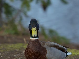 Preview wallpaper duck, bird, funny, beak