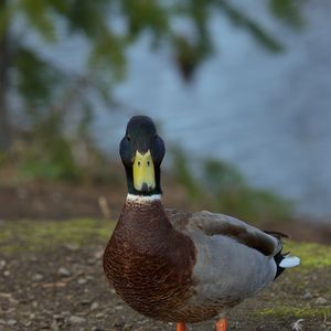 Preview wallpaper duck, bird, funny, beak