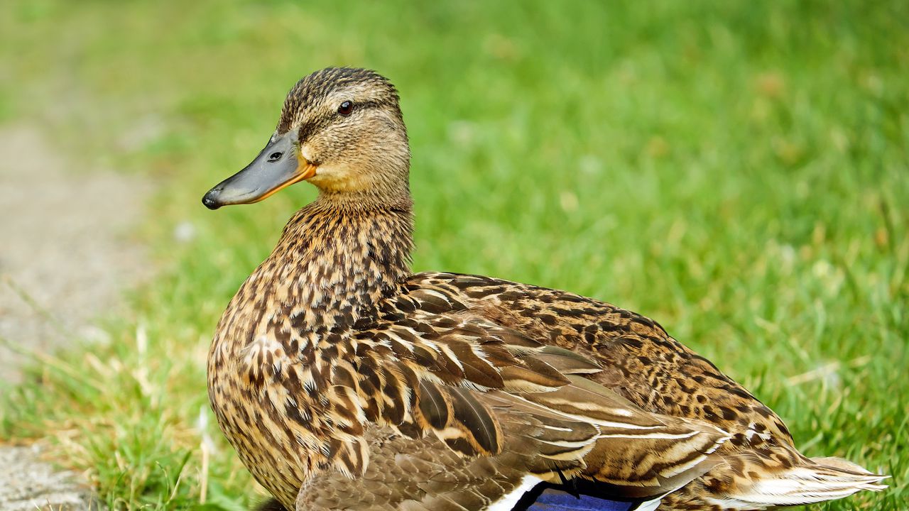 Wallpaper duck, bird, grass, feathers