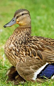 Preview wallpaper duck, bird, grass, feathers