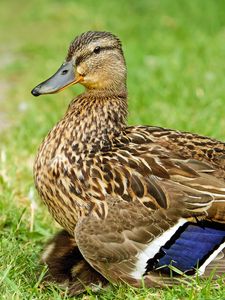 Preview wallpaper duck, bird, grass, feathers