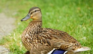 Preview wallpaper duck, bird, grass, feathers