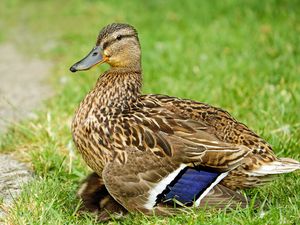 Preview wallpaper duck, bird, grass, feathers