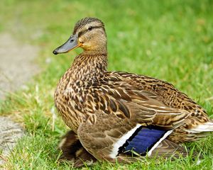 Preview wallpaper duck, bird, grass, feathers