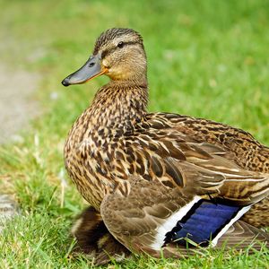 Preview wallpaper duck, bird, grass, feathers