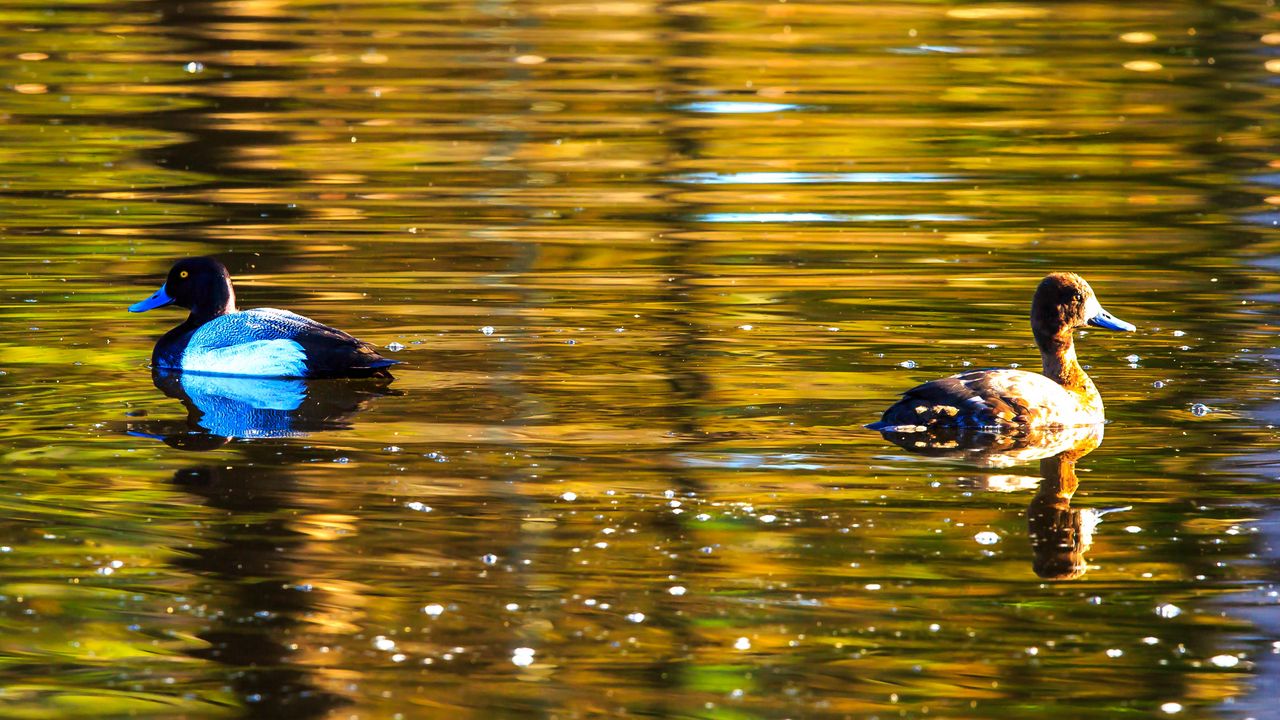 Wallpaper duck, bird, lake, waves, ripples