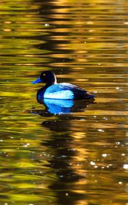 Preview wallpaper duck, bird, lake, waves, ripples