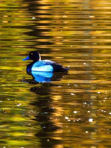 Preview wallpaper duck, bird, lake, waves, ripples