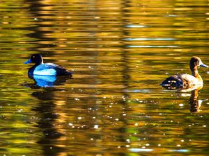 Preview wallpaper duck, bird, lake, waves, ripples