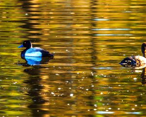 Preview wallpaper duck, bird, lake, waves, ripples