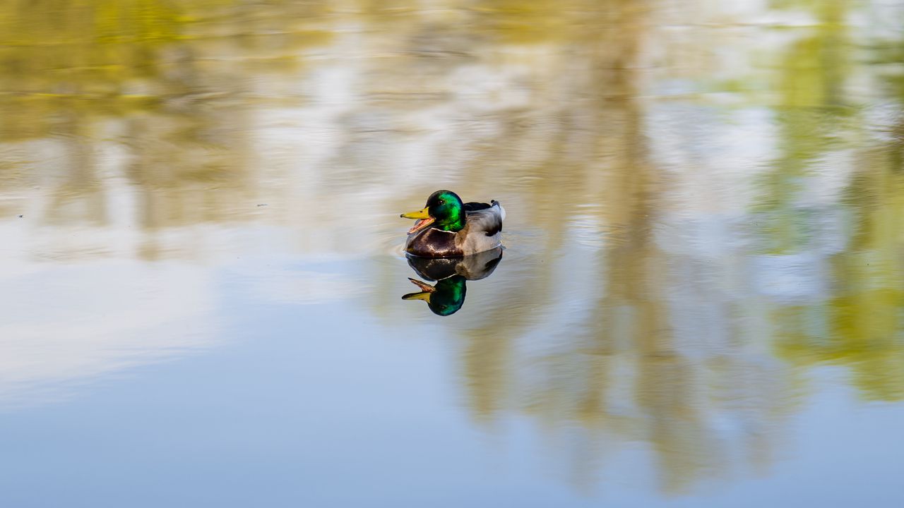 Wallpaper duck, bird, reflection, pond