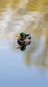 Preview wallpaper duck, bird, reflection, pond