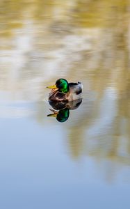 Preview wallpaper duck, bird, reflection, pond