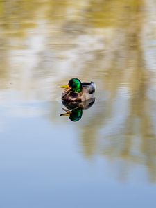 Preview wallpaper duck, bird, reflection, pond