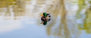 Preview wallpaper duck, bird, reflection, pond