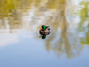 Preview wallpaper duck, bird, reflection, pond