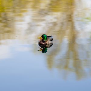 Preview wallpaper duck, bird, reflection, pond
