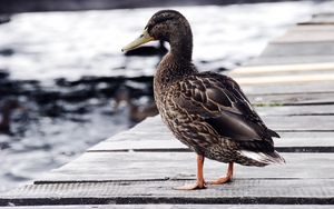 Preview wallpaper duck, bird, shore, sit